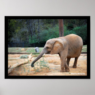 African Elephant in Park Portrait Poster