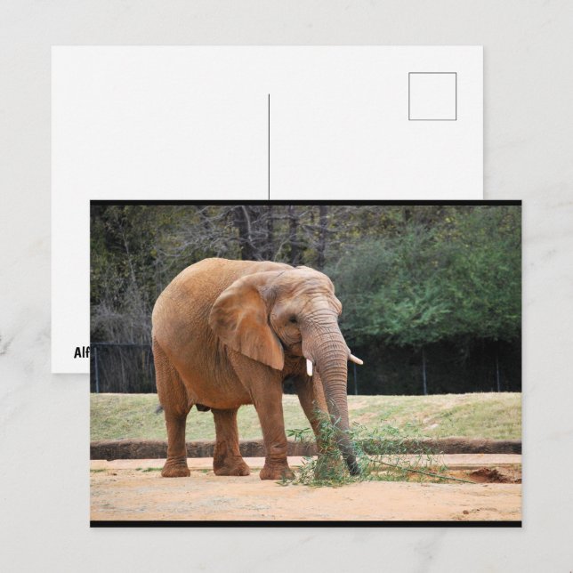 African Elephant in Park Postcard (Front/Back)