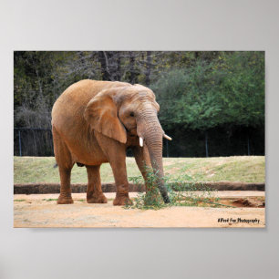 African Elephant in Park Poster