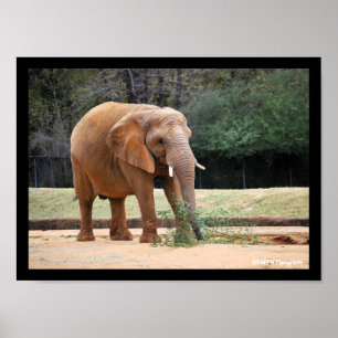 African Elephant in Park Poster