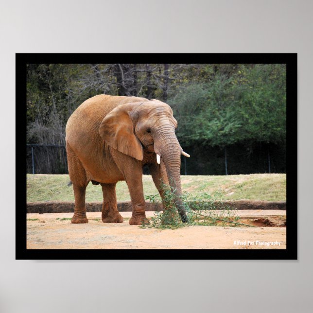 African Elephant in Park Poster (Front)
