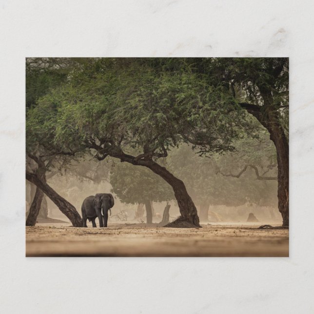 African elephant in the forest, Zimbabwe Postcard (Front)