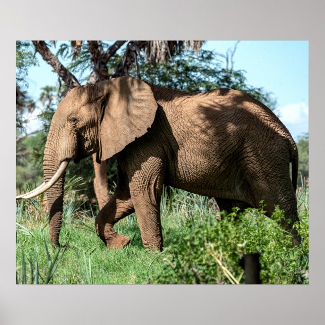 African Elephant in the Safari Poster (Front)