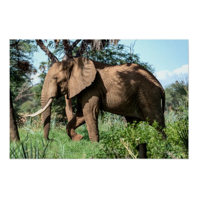 African Elephant in the Safari Poster (Front)