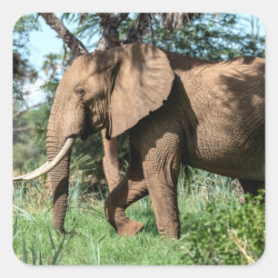 African Elephant in the Safari Square Sticker