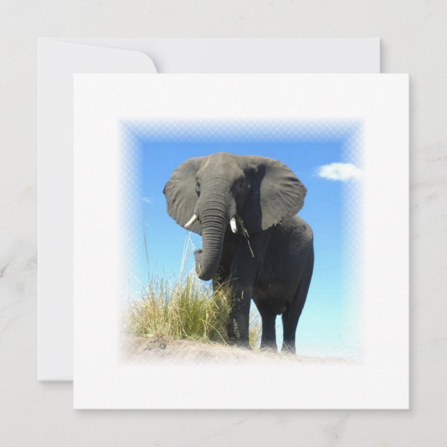 African Elephant Invitation (Front)