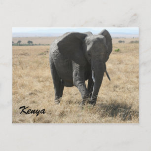 african elephant kenya postcard