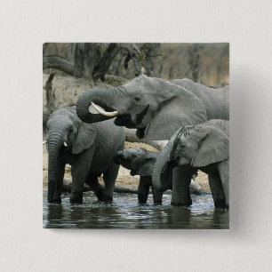 African Elephant, (Loxodonta africana), drinking 15 Cm Square Badge