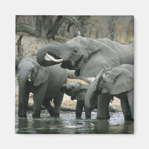 African Elephant, (Loxodonta africana), drinking Magnet