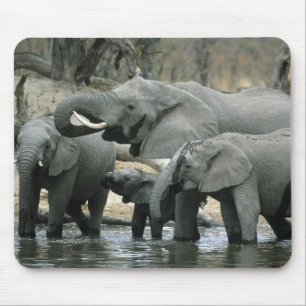 African Elephant, (Loxodonta africana), drinking Mouse Mat