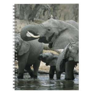 African Elephant, (Loxodonta africana), drinking Notebook