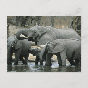African Elephant, (Loxodonta africana), drinking Postcard