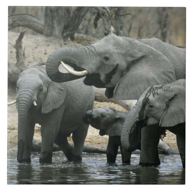 African Elephant, (Loxodonta africana), drinking Tile (Front)