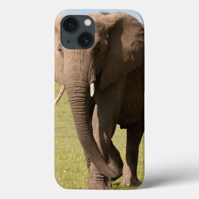 African Elephant (Loxodonta Africana), Maasai Case-Mate iPhone Case (Back)