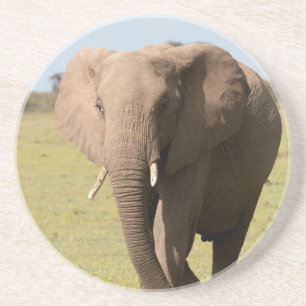 African Elephant (Loxodonta Africana), Maasai Coaster