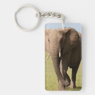 African Elephant (Loxodonta Africana), Maasai Key Ring