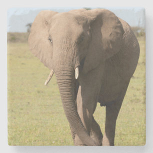 African Elephant (Loxodonta Africana), Maasai Stone Coaster
