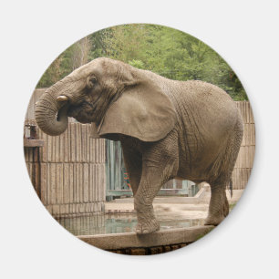 African elephant Magnet