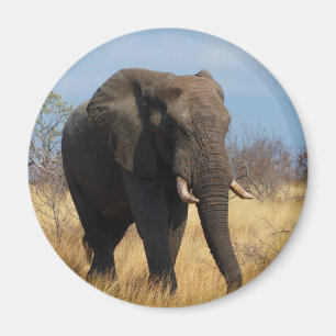 African Elephant Magnet