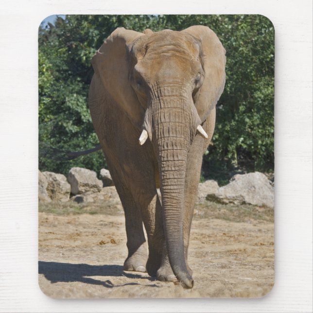 African Elephant Mousemat (Front)