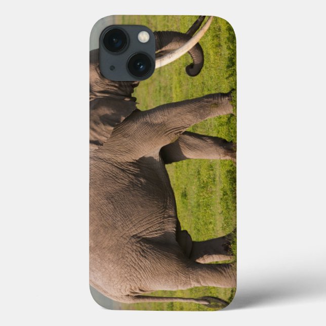African Elephant, Ngorongoro Conservation Area Case-Mate iPhone Case (Back)