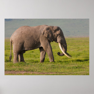 African Elephant, Ngorongoro Conservation Area Poster