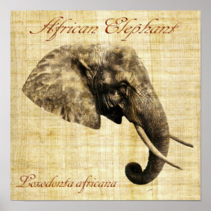 African elephant (no frame) poster