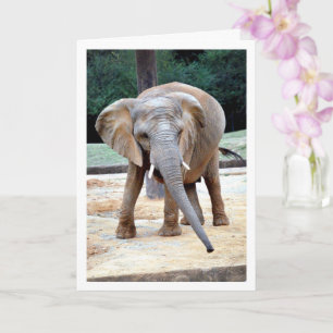 African Elephant Portrait Card