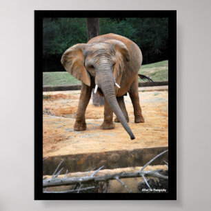 African Elephant Portrait Poster