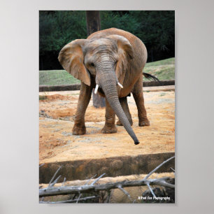 African Elephant Portrait Poster
