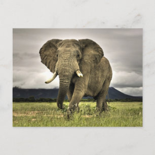 African Elephant Postcard