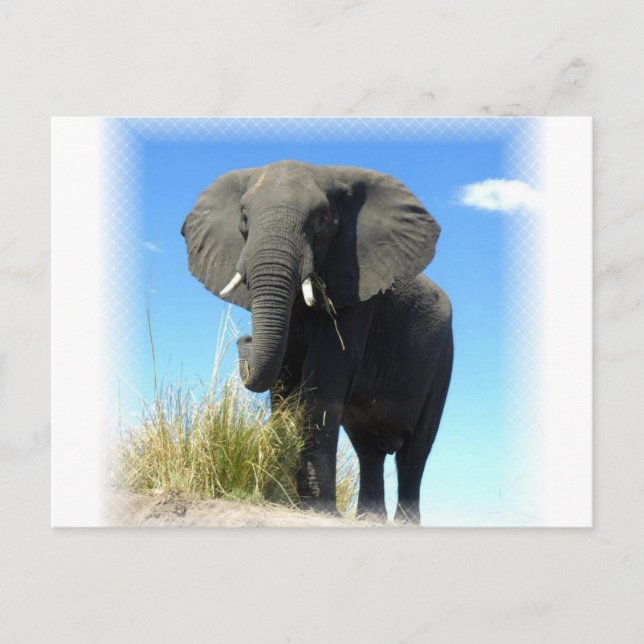 African Elephant Postcard (Front)