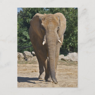 African Elephant Postcard