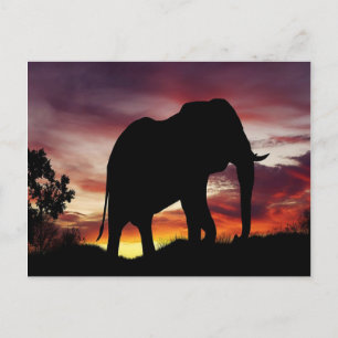African Elephant Postcard