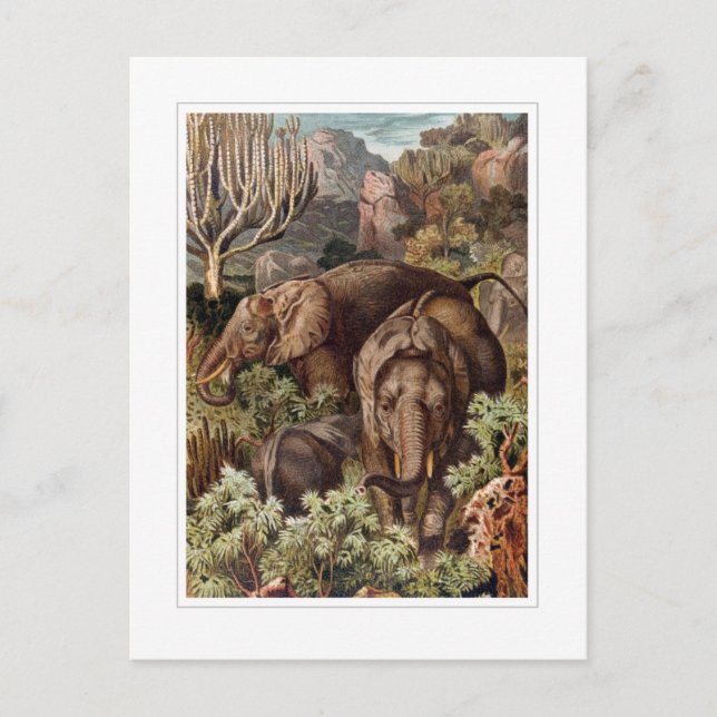 African Elephant Postcard (Front)