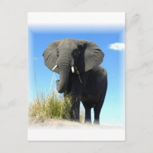 African Elephant Postcard