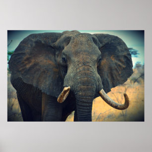 African Elephant  Poster