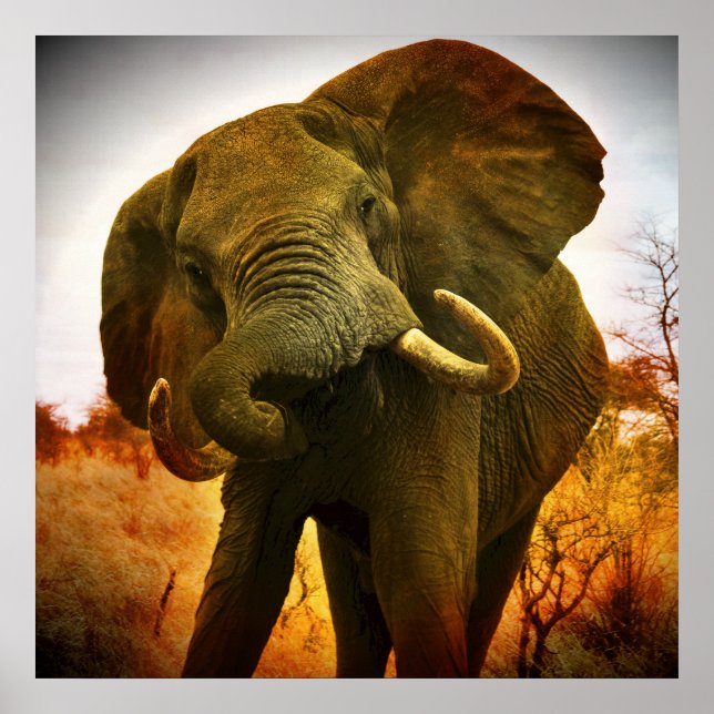 African Elephant Poster (Front)