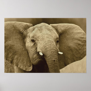 African Elephant poster, print, picture, image Poster