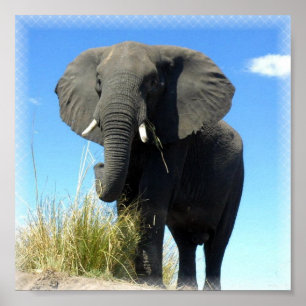 African Elephant Print