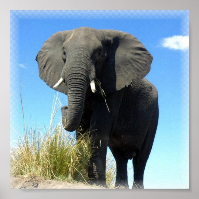 African Elephant Print (Front)