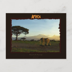 African Elephant Series Postcard