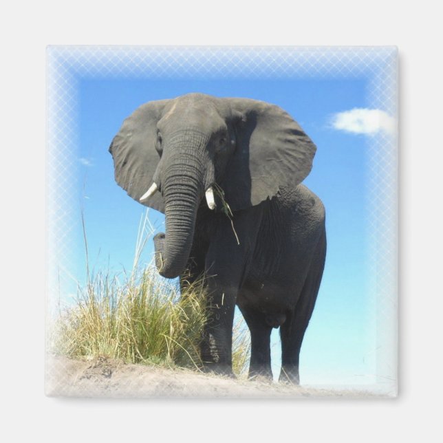 African Elephant Square Magnet (Front)