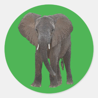 African Elephant Sticker