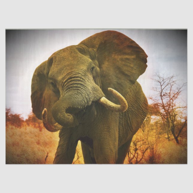 African Elephant  Tissue Paper (Front)