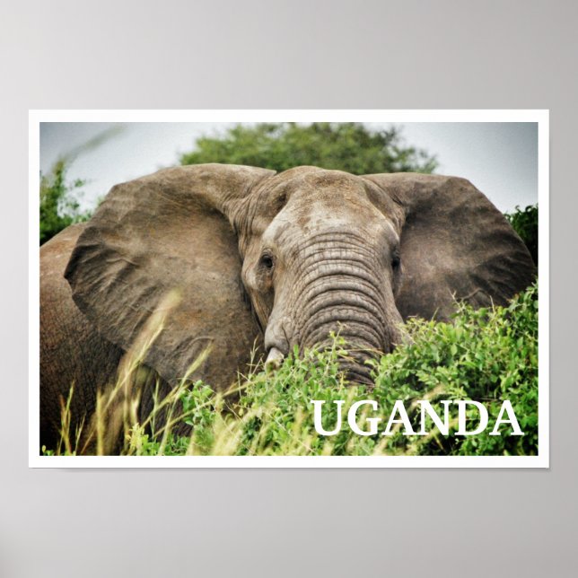 African Elephant, Uganda Poster (Front)
