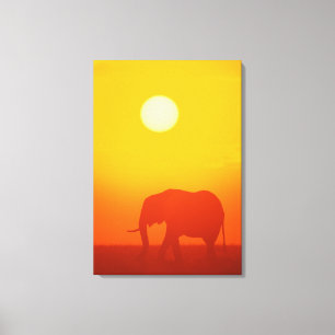 African elephant walking at sunset , Kenya , Canvas Print