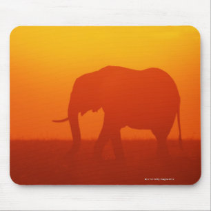 African elephant walking at sunset , Kenya , Mouse Mat