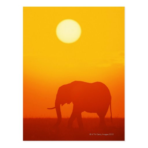 Image of African elephant walking at sunset , Kenya , Postcard