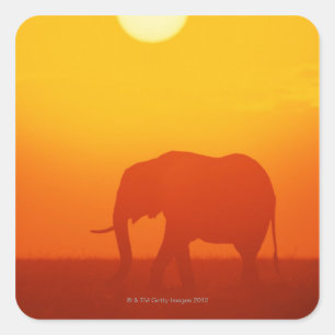 African elephant walking at sunset , Kenya Square Sticker